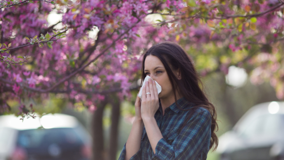 Kaikki siitepölyallergiasta – syyt, oireet, hoito ja siedätyshoito